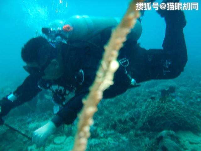 小艾比当营养师